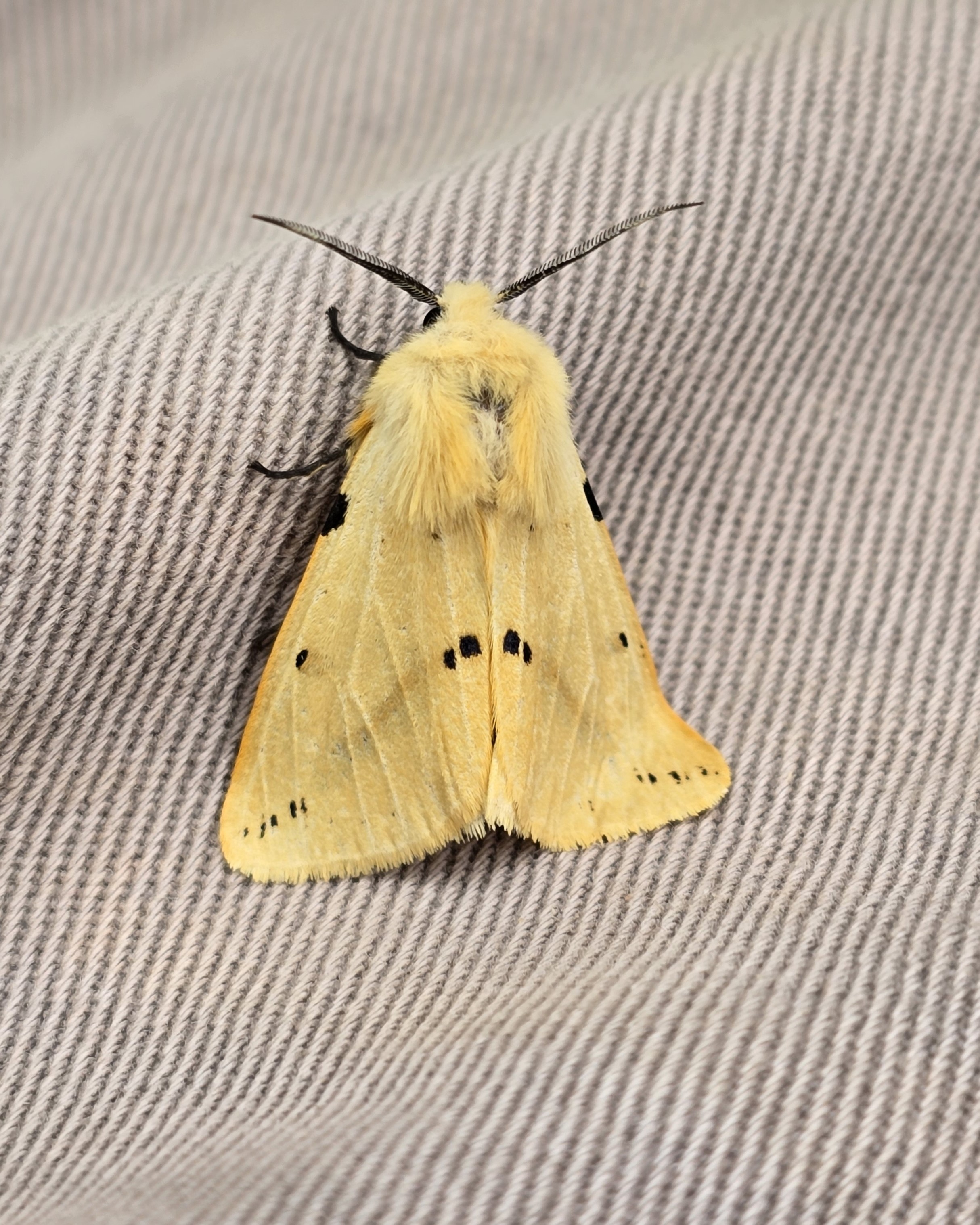 Photo of Buff Ermine (Spilosoma lutea)